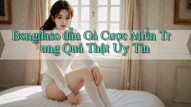 bongdaso  đấu gà cược miền trung quả thật uy tín